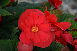 Nonstop Red Begonia (Begonia 'Nonstop Red') at Thies Farm & Greenhouses