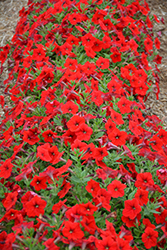 Easy Wave Red Petunia (Petunia 'Easy Wave Red') at Thies Farm & Greenhouses