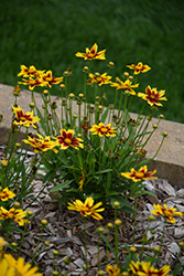 Golden Stardust Tickseed (Coreopsis 'Golden Stardust') at Thies Farm & Greenhouses