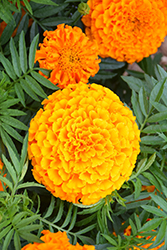 Taishan Orange Marigold (Tagetes erecta 'Taishan Orange') at Thies Farm & Greenhouses