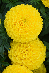 Taishan Yellow Marigold (Tagetes erecta 'Taishan Yellow') at Thies Farm & Greenhouses