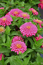 Dreamland Pink Zinnia (Zinnia 'Dreamland Pink') at Thies Farm & Greenhouses