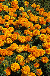 Taishan Orange Marigold (Tagetes erecta 'Taishan Orange') at Thies Farm & Greenhouses