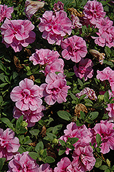 Double Wave Pink Petunia (Petunia 'Double Wave Pink') at Thies Farm & Greenhouses