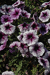 Purple Vein Ray Petunia (Petunia 'Purple Vein Ray') at Thies Farm & Greenhouses