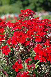 Aztec Dark Red Verbena (Verbena 'Aztec Dark Red') at Thies Farm & Greenhouses