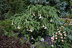 White Angel's Trumpet (Brugmansia candida) at Thies Farm & Greenhouses