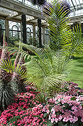 Majesty Palm (Ravenea rivularis) at Thies Farm & Greenhouses