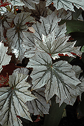 Looking Glass Begonia (Begonia 'Looking Glass') at Thies Farm & Greenhouses