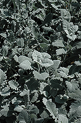 Cirrus Dusty Miller (Senecio cineraria 'Cirrus') at Thies Farm & Greenhouses