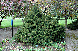 Connecticut Turnpike Oriental Spruce (Picea orientalis 'Connecticut Turnpike') at Thies Farm & Greenhouses