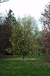 Yellow Lantern Magnolia (Magnolia 'Yellow Lantern') at Thies Farm & Greenhouses
