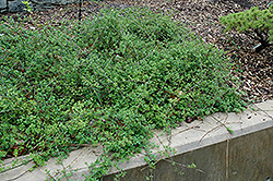 Winter Jasmine (Jasminum nudiflorum) at Thies Farm & Greenhouses