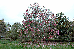 Galaxy Magnolia (Magnolia 'Galaxy') at Thies Farm & Greenhouses