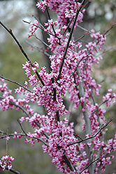 Forest Pansy Redbud (Cercis canadensis 'Forest Pansy') at Thies Farm & Greenhouses