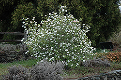 Koreanspice Viburnum (Viburnum carlesii) at Thies Farm & Greenhouses