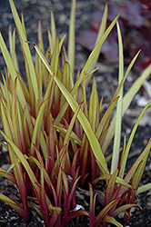 Regal Charm Spiderwort (Tradescantia x andersoniana 'Regal Charm') at Thies Farm & Greenhouses