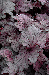 Spellbound Coral Bells (Heuchera 'Spellbound') at Thies Farm & Greenhouses