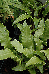 Crested Hart's Tongue Fern (Phyllitis scolopendrium 'Cristata') at Thies Farm & Greenhouses