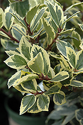 Honey Maid Meserve Holly (Ilex x meserveae 'Honey Maid') at Thies Farm & Greenhouses