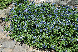 Blue Ice Star Flower (Amsonia tabernaemontana 'Blue Ice') at Thies Farm & Greenhouses