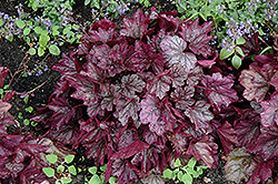 Dolce Blackberry Ice Coral Bells (Heuchera 'Blackberry Ice') at Thies Farm & Greenhouses