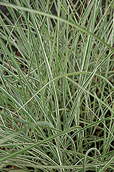 Morning Light Maiden Grass (Miscanthus sinensis 'Morning Light') at Thies Farm & Greenhouses