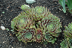 Ruby Heart Hens And Chicks (Sempervivum 'Ruby Heart') at Thies Farm & Greenhouses