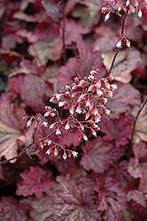 Berry Smoothie Coral Bells (Heuchera 'Berry Smoothie') at Thies Farm & Greenhouses