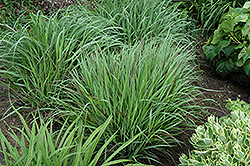 Cheyenne Sky Switch Grass (Panicum virgatum 'Cheyenne Sky') at Thies Farm & Greenhouses