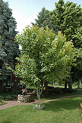 Moosewood (Acer pensylvanicum) at Thies Farm & Greenhouses