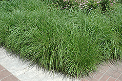 Fountain Grass (Pennisetum alopecuroides) at Thies Farm & Greenhouses
