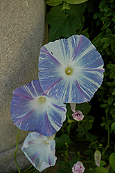 Flying Saucers Morning Glory (Ipomoea tricolor 'Flying Saucers') at Thies Farm & Greenhouses