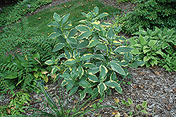 Lemon Wave Hydrangea (Hydrangea macrophylla 'Lemon Wave') at Thies Farm & Greenhouses