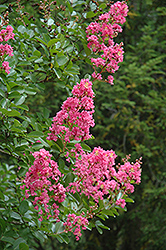 Hopi Crapemyrtle (Lagerstroemia 'Hopi') at Thies Farm & Greenhouses
