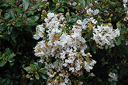 Snow Dazzle Crapemyrtle (Lagerstroemia indica 'Gamad III') at Thies Farm & Greenhouses