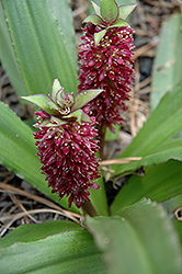 Mini Tuft Red Pineapple Lily (Eucomis 'Mini Tuft Red') at Thies Farm & Greenhouses