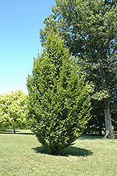 Frans Fontaine Hornbeam (Carpinus betulus 'Frans Fontaine') at Thies Farm & Greenhouses