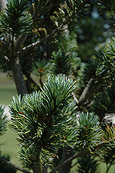 Dwarf Blue Japanese Pine (Pinus parviflora 'Glauca Nana') at Thies Farm & Greenhouses