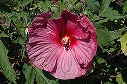 Summerific Berrylicious Hibiscus (Hibiscus 'Berrylicious') at Thies Farm & Greenhouses
