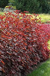 Mahogany Splendor Hibiscus (Hibiscus acetosella 'Mahogany Splendor') at Thies Farm & Greenhouses