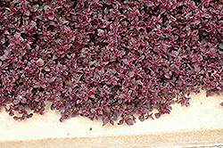 Purple Lady Blood Leaf (Iresine herbstii 'Purple Lady') at Thies Farm & Greenhouses