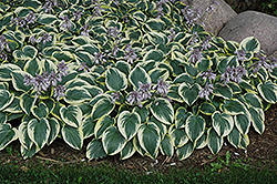 First Frost Hosta (Hosta 'First Frost') at Thies Farm & Greenhouses