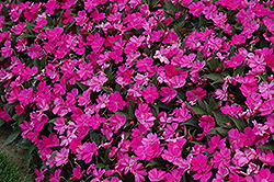 SunPatiens Compact Lilac New Guinea Impatiens (Impatiens 'SakimP063') at Thies Farm & Greenhouses