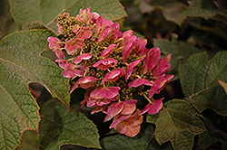 Ruby Slippers Hydrangea (Hydrangea quercifolia 'Ruby Slippers') at Thies Farm & Greenhouses