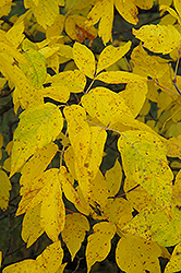 Boxelder (Acer negundo) at Thies Farm & Greenhouses