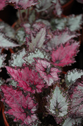 Jurassic Pink Shades Begonia (Begonia 'Jurassic Pink Shades') at Thies Farm & Greenhouses