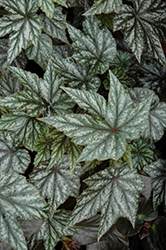 Gryphon Begonia (Begonia 'Gryphon') at Thies Farm & Greenhouses