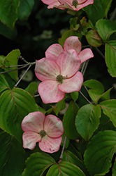 Stellar Pink Flowering Dogwood (Cornus 'Stellar Pink') at Thies Farm & Greenhouses