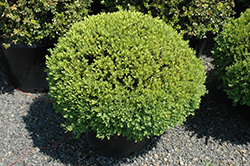 Green Velvet Boxwood (globe form) (Buxus 'Green Velvet (globe)') at Thies Farm & Greenhouses